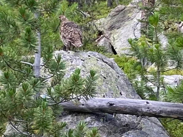 Nhn Michael Davitt Granite Access Rd, Philipsburg, MT 59858