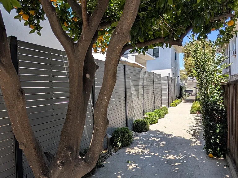 Interior gated courtyard & orange tree