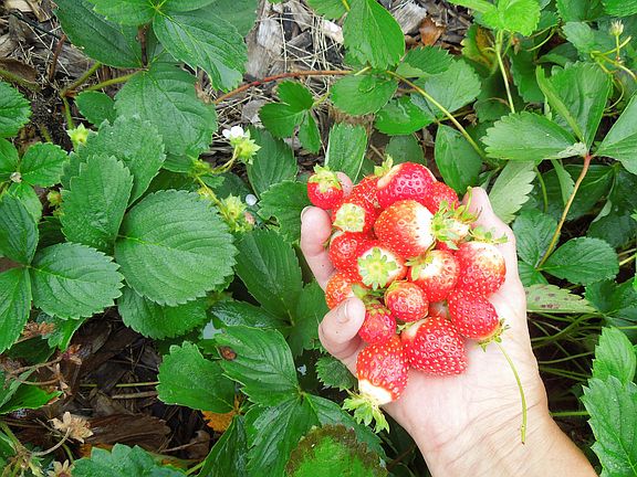 Everbearing strawberry bed 