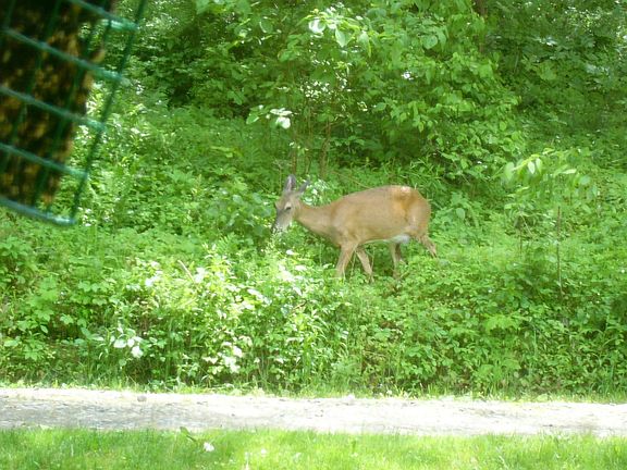 view of deer