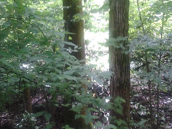 Beautiful woods