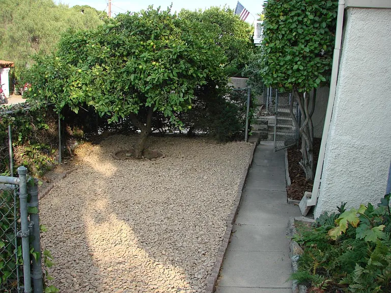 front yard / lemon tree
