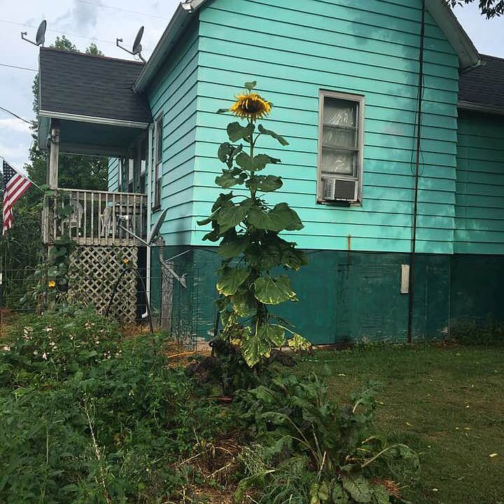 organic Garden