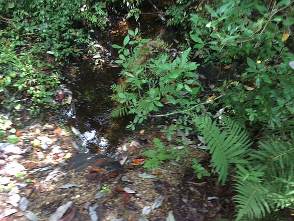 deer drink from this creek