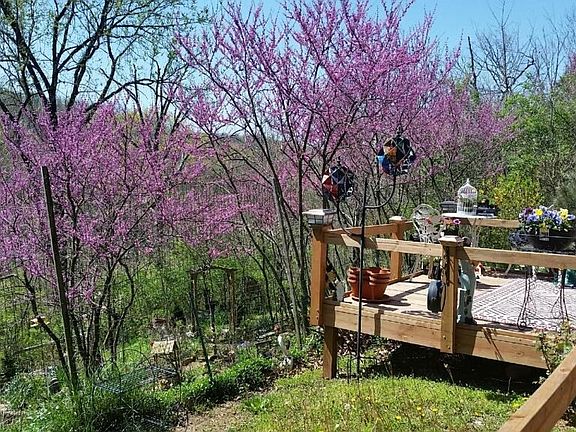 Beautiful Red buds that bloom in the spring.  Deck that overlooks the view!