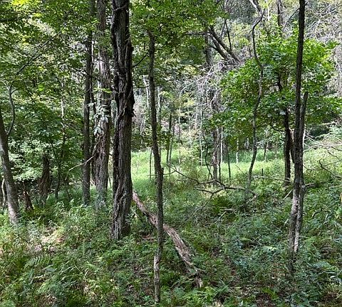 2nd image of TBD Black Rock Mountain Rd.