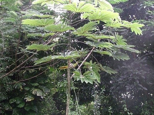 2nd image of Hilo Rd