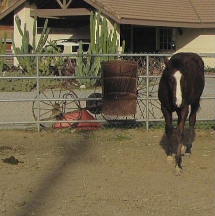 Front Portcochere - pastures in front of house