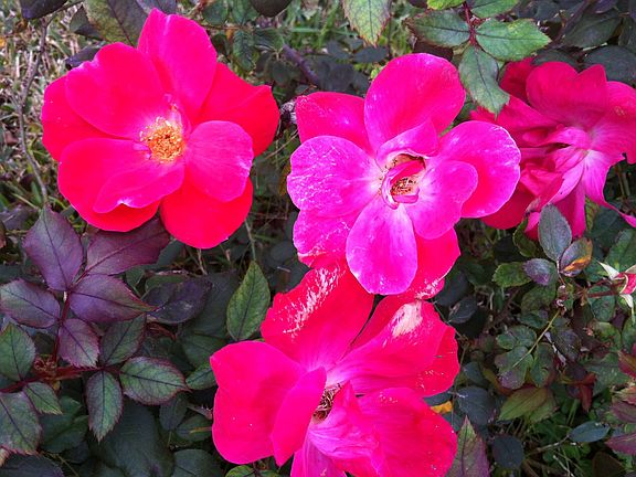 Flower in the garden