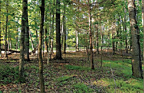 2nd image of 7077 Dick Woods Rd