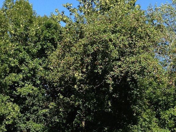 Macintosh apple tree