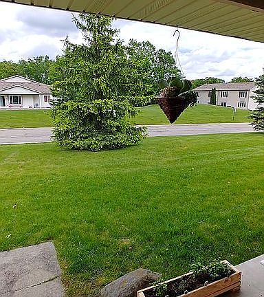 Beautiful yard 