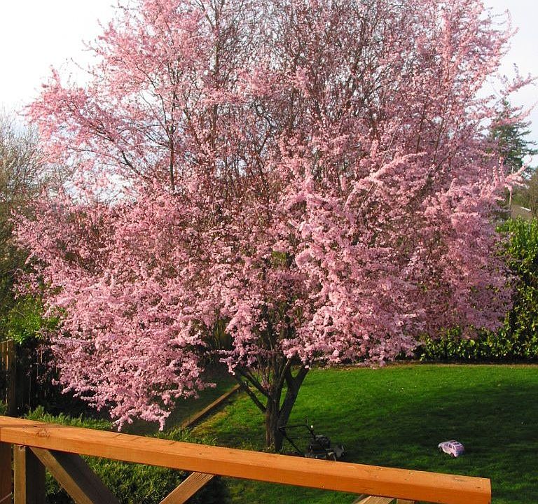 Blooming plum in the backyard