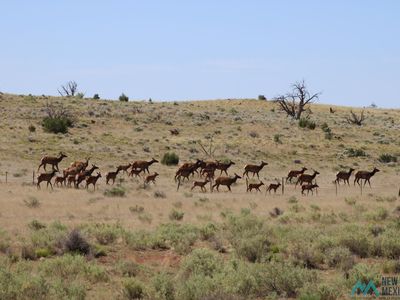 57 Wellborn Ln, Quemado, NM, 87829