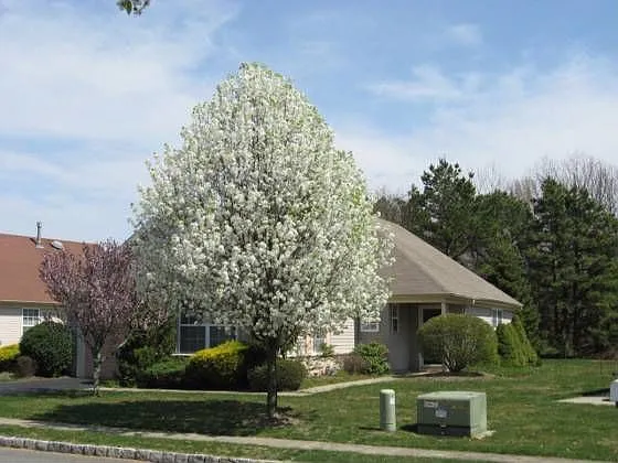 2385 Braddock Rd photo 1