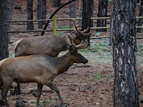 Elk off the back deck.