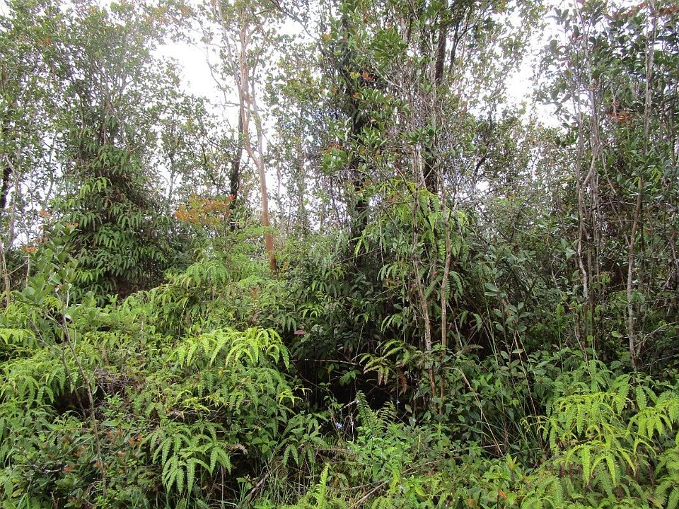 2nd image of Malia Aina Rd Lot 27