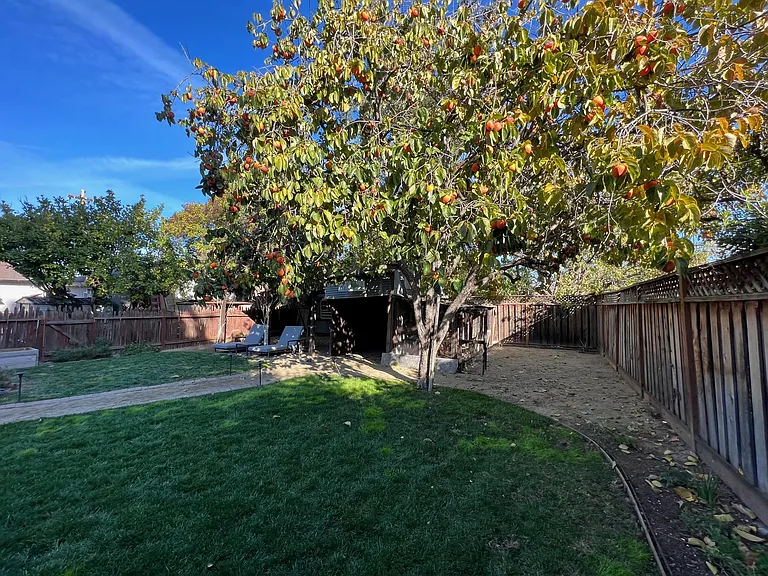 Large persimmon tree and area for vegetable garden