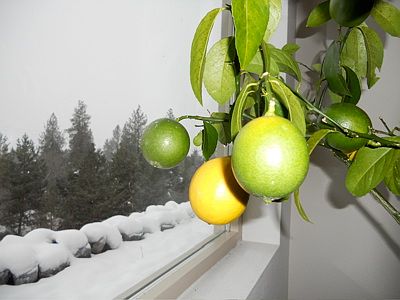 radiant heat = lemons