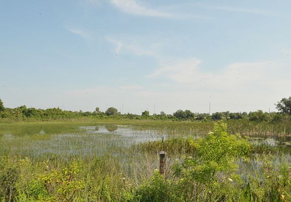 Conservation area behind