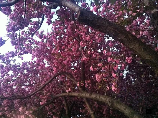 Sold by R New York | media 14