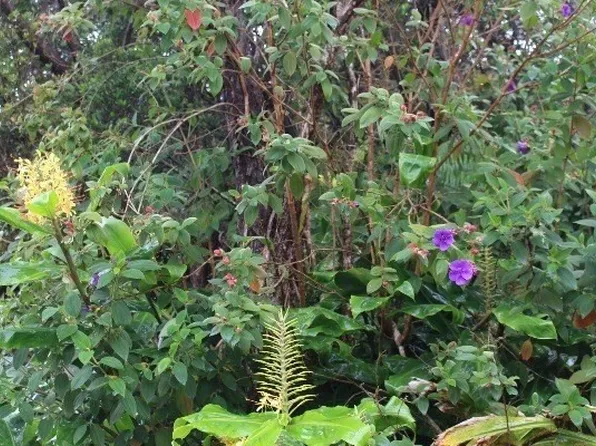 Ewalina Rd, Mountain View, HI 96771