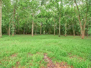 Enjoy peaceful mornings and fresh air in this private backyard with no back neighbors and a natural wooded backdrop.