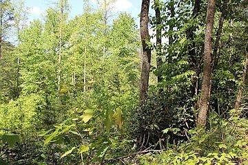 2nd image of 0 Houge Way Lot 6
