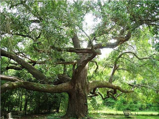 Huge Oak