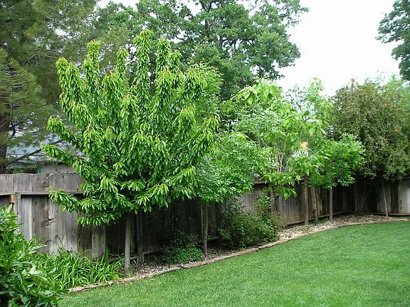 Spring-2 orange trees, 1 cherry tree