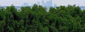 2nd image of 12077 Gandy Blvd N APT 342