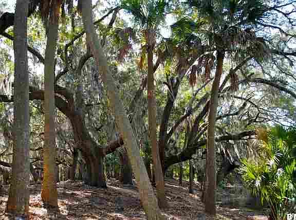 4th image of Tbd Sea Island Parkway Street