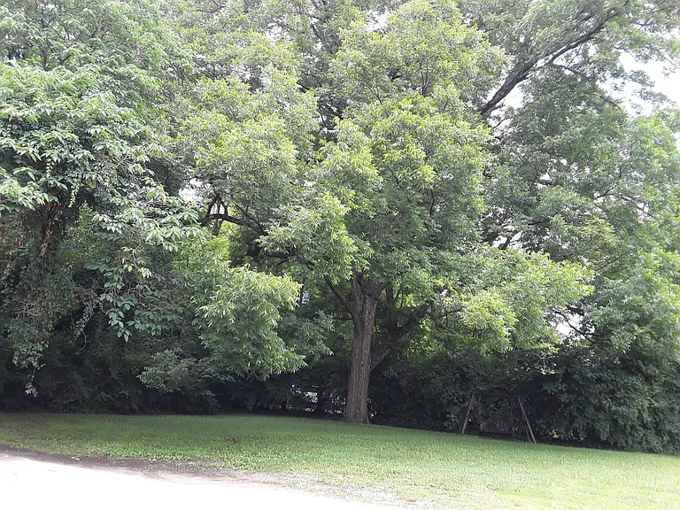 Nice yard to relax with your lawn chair that can go out there & back in with you.