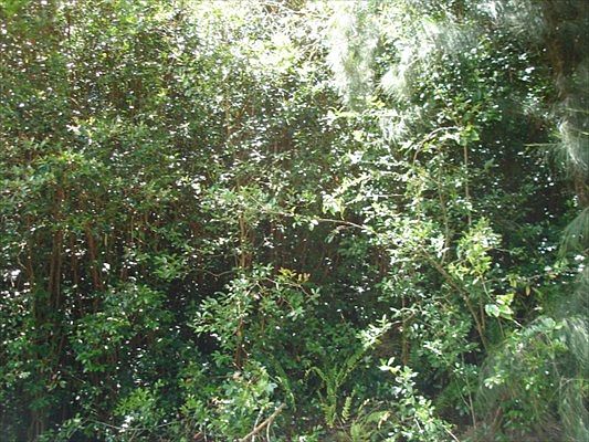 1st image of Pikake St Lot 16