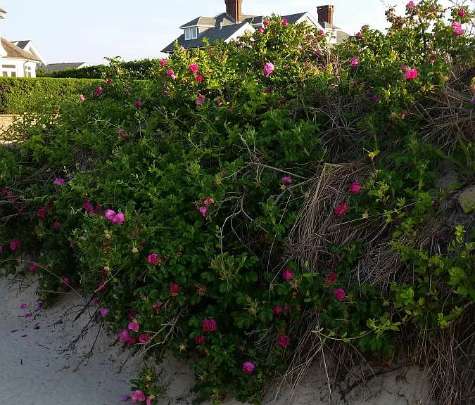 Spring Lake Beach