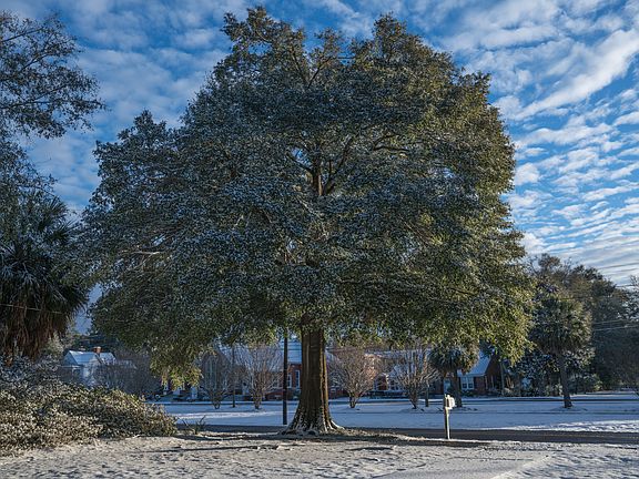 Two huge oaks out front