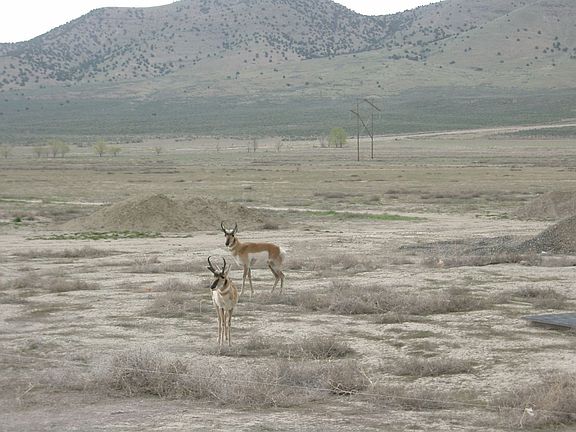 Antelope in our backyard