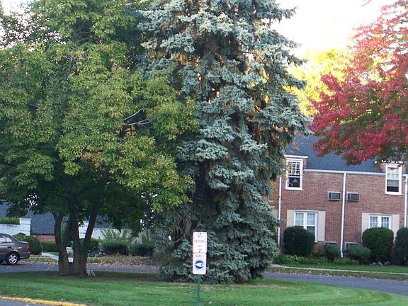 Tree lined Village