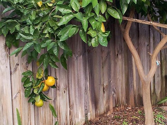 backyard orange tree