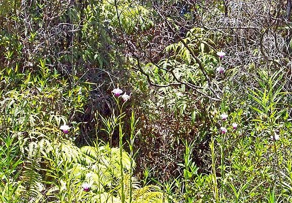 5th image of Road 5 Lot 3940 Lot 3940