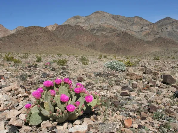 1 National Trails Hwy, Essex, CA 92332