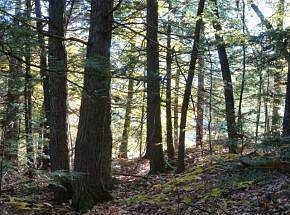 Peeking at the Water