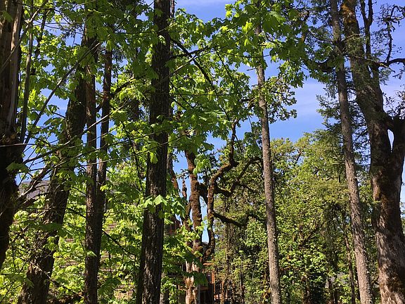 Gorgeous backyard view 