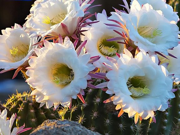 033_Desert Blooms