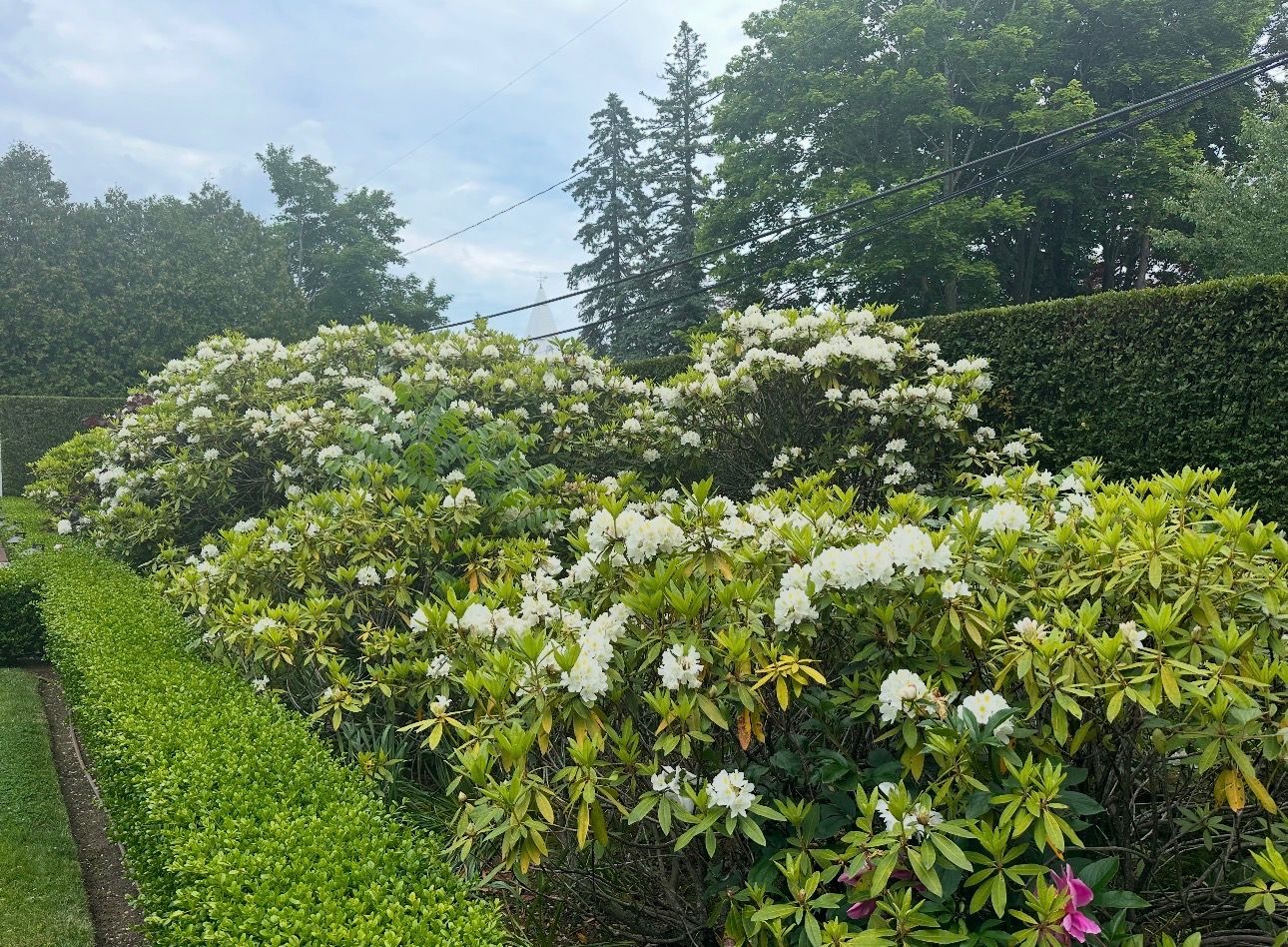  Landscape offering privacy