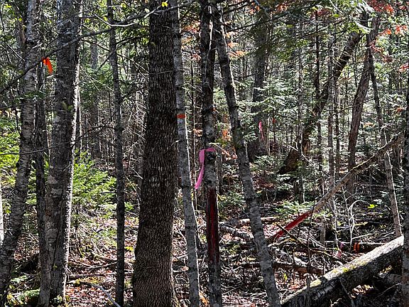 5th image of Lot 22 Schoodic Point Road