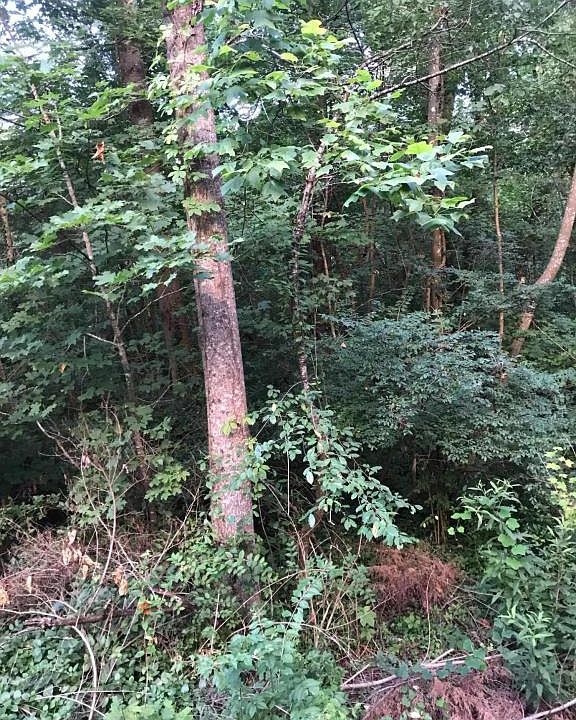 2nd image of 0 E Red Bud Rd