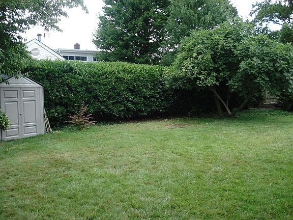 Backyard/Fig tree