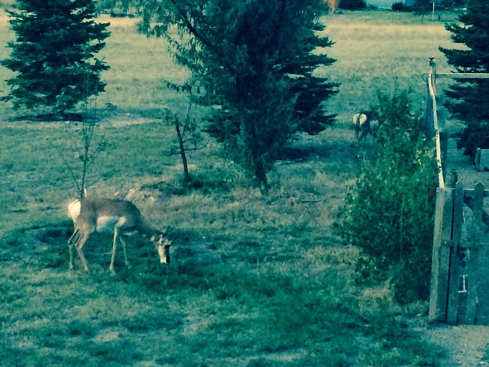2nd image of 76 Antler Trail