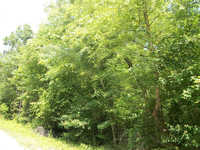 2nd image of 348 Bethel Farm Ln